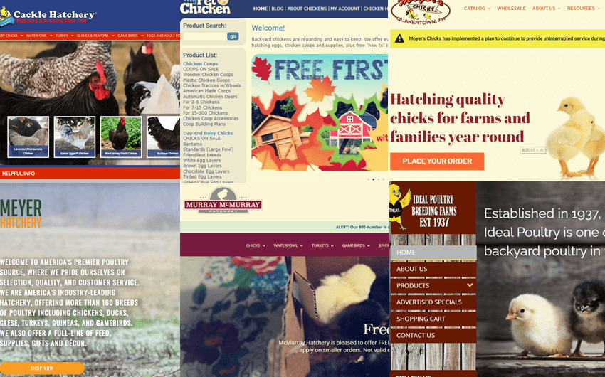 chicken hatcheries