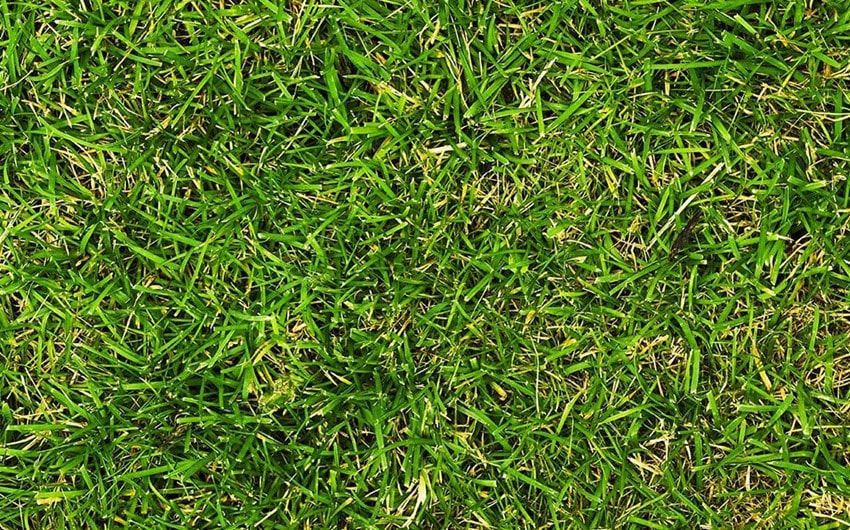 crabgrass