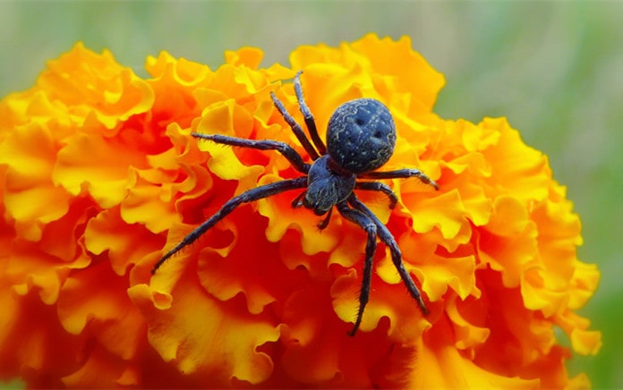 Spider’s Lifespan: How Long Do Spiders Live?